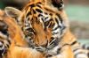 "Tiger Cub #3"