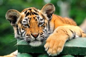 "Tiger Cub #6"