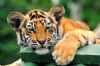 "Tiger Cub #6"