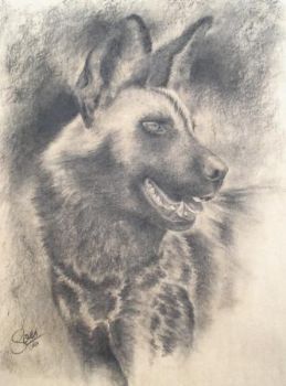 "Wild Dog in Charcoal"