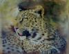 "Leopard in pastel"