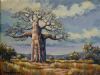 "Baobab Tree Northern Transvaal"