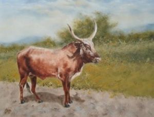 "Nguni bull,Zululand"