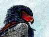 "Battleur Eagle, Study"