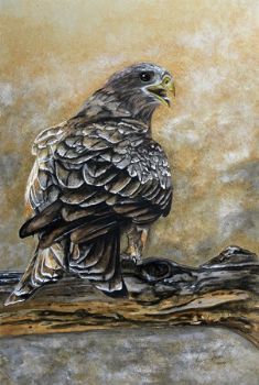 "Eager Talons"
