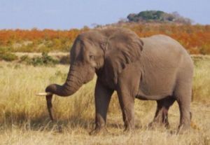 "African leasure"