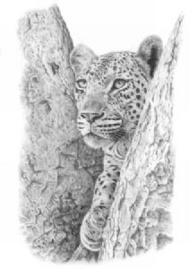 "Andre Macdonald - Makhubela female"