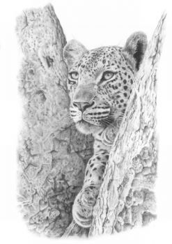 "Andre Macdonald - Makhubela female"