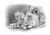 "Andre Macdonald - Lion Cub"