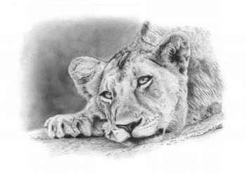 "Andre Macdonald - Lion Cub"
