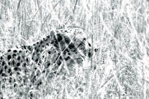 "Cheetah Stalking"