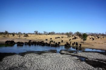 "Thirsty Herd"