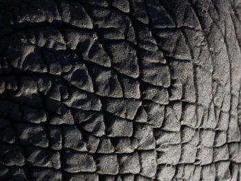 "Elephant Hide"