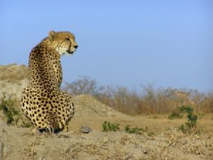 "Cheetah Stare"