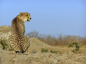 "Cheetah Stare"