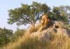 "Mapogo Male Lion"