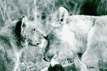 "Lioness and Cub"