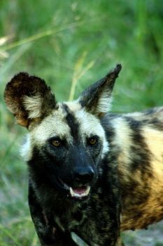 "Wild Dog"
