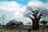 "Baobab & rocks"