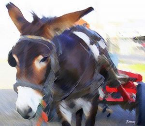 "Donkey Ote"