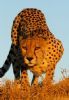 "Trevor Savage - Cheetah Pose"