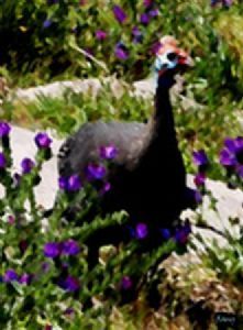 "Guinea Fowl"