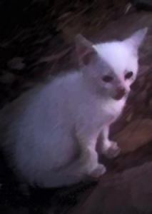 "White Kitten"