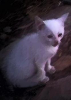 "White Kitten"