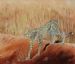 Kalahari Cheetah