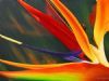 "Strelitzia Reginae"