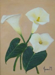 "Arum Lily"