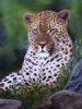 "eye of the leopard"