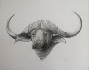 "Ponderous Buffalo"