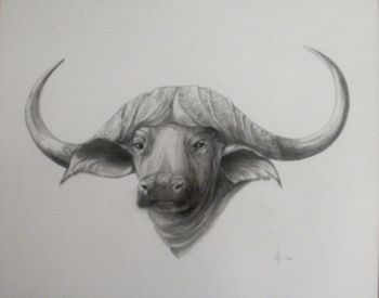 "Ponderous Buffalo"