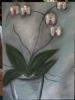 "Grey Orchids"