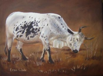 "Nguni 36"