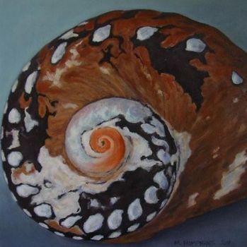 "Alikreukel Shell"