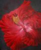 "Hibiscus"