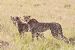 Cheetahs