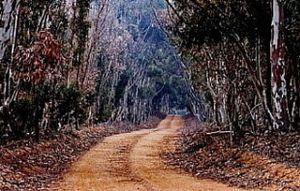 "Bluegum Lane"