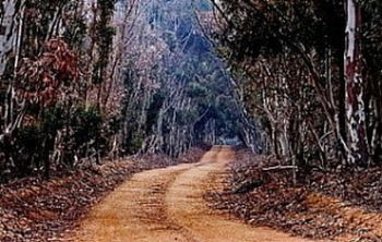 "Bluegum Lane"