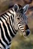 "Zebra Portrait"