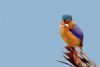 "Malachite Kingfisher"