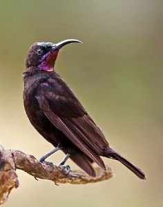 "Amethyst Sunbird"