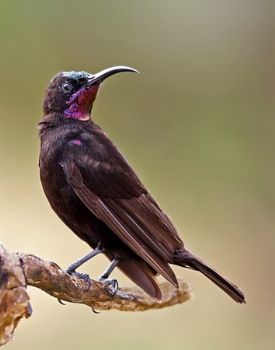 "Amethyst Sunbird"