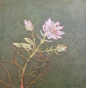 "Fynbos 30, Blushing Bride"