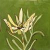 "Fynbos 42, Leucadendron Foedum"