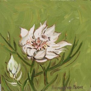 "Fynbos 64, Serruria Florida"