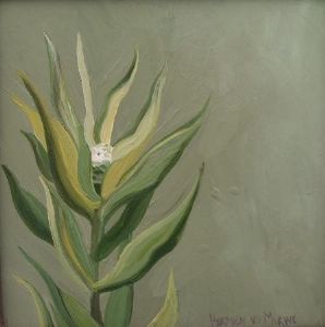 "Fynbos 44, Leucadendron Xanthoconus"