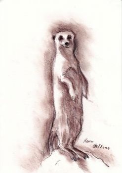 "Meerkat Sentry"